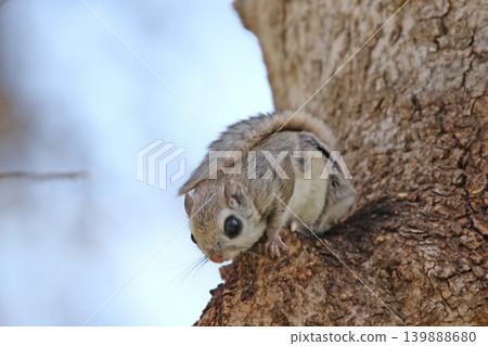 蝦夷鼯鼠 (Pteromys volans orii) - 北海道最可愛的三種動物之一。 蝦夷鼯鼠 (Pteromys volans orii) - 北海道最可愛的三種動物之一。 139888680