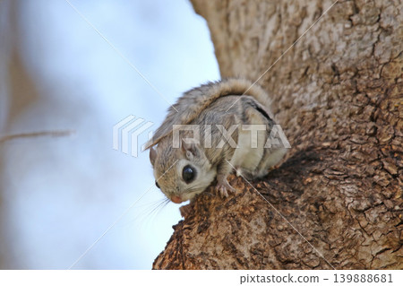 蝦夷鼯鼠 (Pteromys volans orii) - 北海道最可愛的三種動物之一。 蝦夷鼯鼠 (Pteromys volans orii) - 北海道最可愛的三種動物之一。 139888681