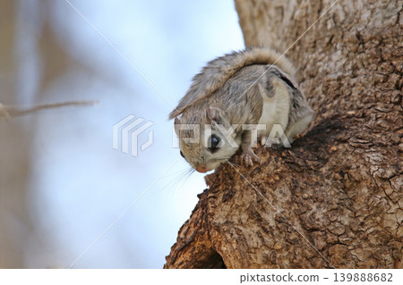 蝦夷鼯鼠 (Pteromys volans orii) - 北海道最可愛的三種動物之一。 蝦夷鼯鼠 (Pteromys volans orii) - 北海道最可愛的三種動物之一。 139888682
