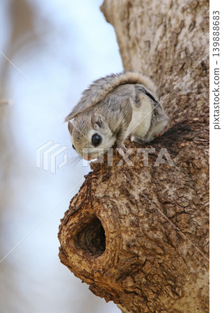 蝦夷鼯鼠 (Pteromys volans orii) - 北海道最可愛的三種動物之一。 蝦夷鼯鼠 (Pteromys volans orii) - 北海道最可愛的三種動物之一。 139888683