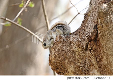 Ezo flying squirrel (Pteromys volans orii) - One of Hokkaido's three cutest animals. Ezo flying squirrel (Pteromys volans orii) - One of Hokkaido's three cutest animals. 139888684