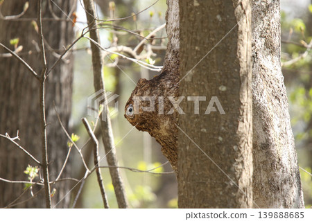 Ezo flying squirrel (Pteromys volans orii) - One of Hokkaido's three cutest animals. Ezo flying squirrel (Pteromys volans orii) - One of Hokkaido's three cutest animals. 139888685