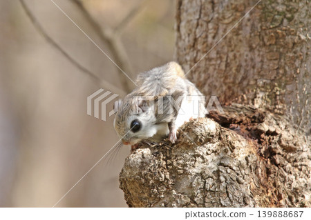 蝦夷鼯鼠 (Pteromys volans orii) - 北海道最可愛的三種動物之一。 蝦夷鼯鼠 (Pteromys volans orii) - 北海道最可愛的三種動物之一。 139888687
