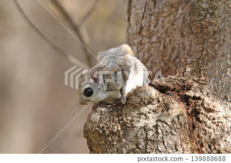 蝦夷鼯鼠 (Pteromys volans orii) - 北海道最可愛的三種動物之一。 蝦夷鼯鼠 (Pteromys volans orii) - 北海道最可愛的三種動物之一。 139888688