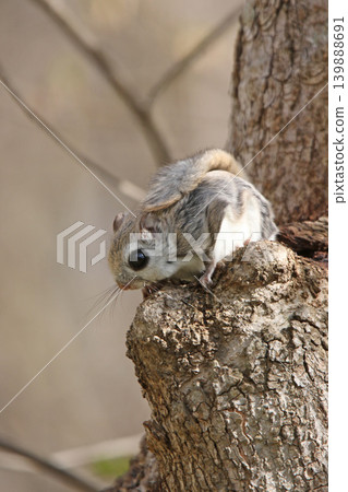 蝦夷鼯鼠 (Pteromys volans orii) - 北海道最可愛的三種動物之一。 蝦夷鼯鼠 (Pteromys volans orii) - 北海道最可愛的三種動物之一。 139888691