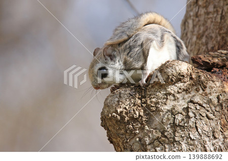 蝦夷鼯鼠 (Pteromys volans orii) - 北海道最可愛的三種動物之一。 139888692