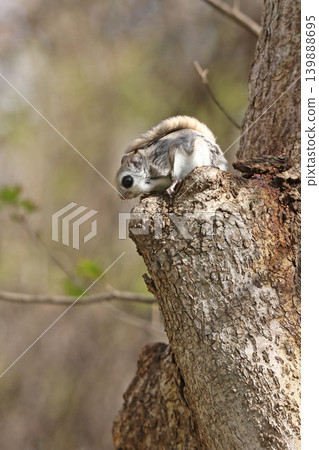 Ezo flying squirrel (Pteromys volans orii) - One of Hokkaido's three cutest animals. Ezo flying squirrel (Pteromys volans orii) - One of Hokkaido's three cutest animals. 139888695