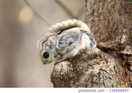 Ezo flying squirrel (Pteromys volans orii) - One of Hokkaido's three cutest animals. Ezo flying squirrel (Pteromys volans orii) - One of Hokkaido's three cutest animals. 139888697