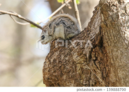 蝦夷鼯鼠 (Pteromys volans orii) - 北海道最可愛的三種動物之一。 蝦夷鼯鼠 (Pteromys volans orii) - 北海道最可愛的三種動物之一。 139888700