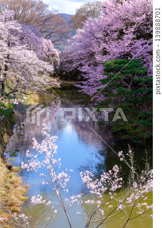 Cherry blossoms in the pond 139888701