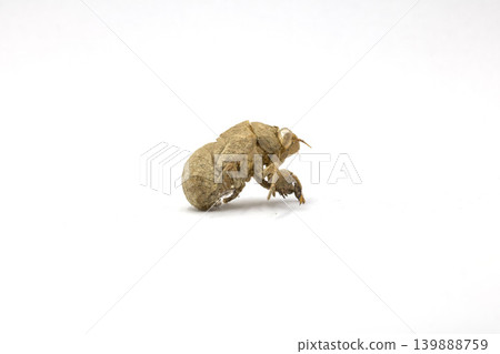 A Detailed Close Up Shot of a Brown Cicada Exuviae Shell Showing Intricate Insect Anatomy Isolated on a Clean Pure White Background 139888759
