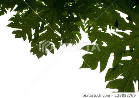 Green leaves on white background,background with copy space for text - green plants and leaves Green leaves on white background,background with copy space for text - green plants and leaves 139888769