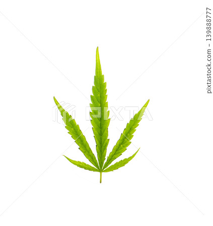 Green marijuana leaf isolated on white background Green marijuana leaf isolated on white background 139888777
