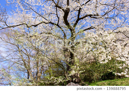Tayu Cherry Tree, Natural Monument, Iimoriyama, Aizuwakamatsu City Tayu Cherry Tree, Natural Monument, Iimoriyama, Aizuwakamatsu City 139888795