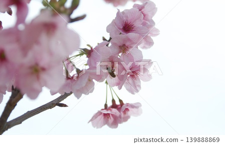 一隻蜜蜂正在櫻花花叢中採蜜，前景是模糊的櫻花。春季背景圖。 139888869