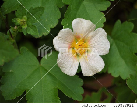 The pale pink flowers of Malvastrum lateritium The pale pink flowers of Malvastrum lateritium 139888921