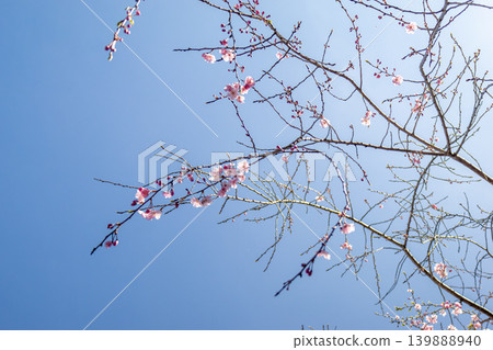 Cherry blossoms stand out against the blue sky. Cherry blossoms stand out against the blue sky. 139888940