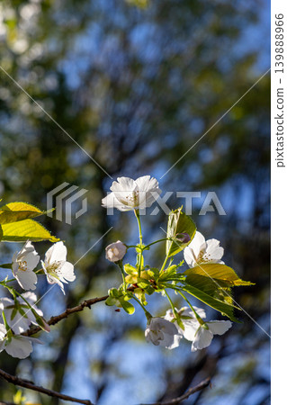 A landscape of white Oshima cherry blossoms in bloom. A landscape of white Oshima cherry blossoms in bloom. 139888966