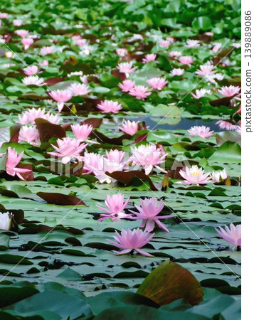 Water lilies at Shika Park in Abira Town, Hokkaido (photographed in August 2023) Water lilies at Shika Park in Abira Town, Hokkaido (photographed in August 2023) 139889086