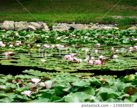 Water lilies at Shika Park in Abira Town, Hokkaido (photographed in August 2023) Water lilies at Shika Park in Abira Town, Hokkaido (photographed in August 2023) 139889087