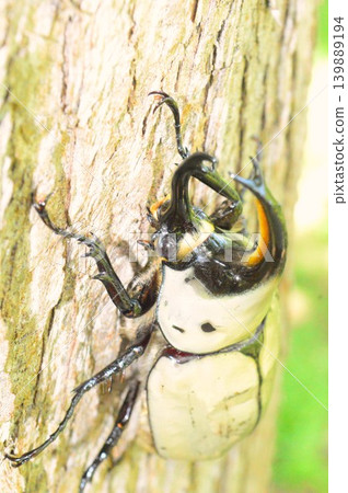 Grant's Stag Beetle on a tree in the forest Grant's Stag Beetle on a tree in the forest 139889194