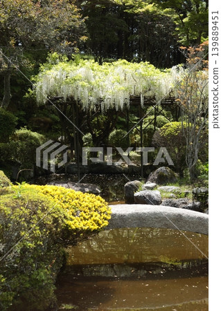 一片盛開著白色紫藤花的風景 一片盛開著白色紫藤花的風景 139889451