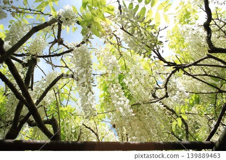 White wisteria flowers White wisteria flowers 139889463