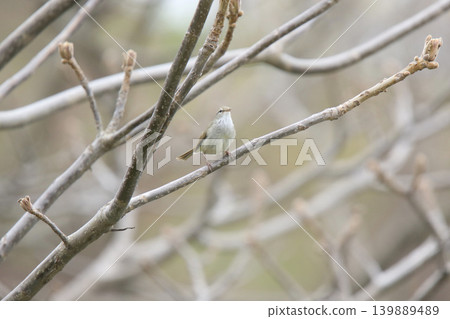 鶯，日本叢林鶯，春鳥，北海道的野鳥 139889489