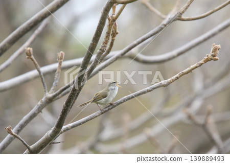 鶯，日本叢林鶯，春鳥，北海道的野鳥 139889493