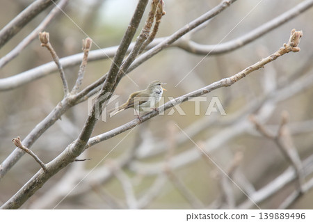 Warbler, Japanese bush warbler, spring bird, wild bird in Hokkaido Warbler, Japanese bush warbler, spring bird, wild bird in Hokkaido 139889496