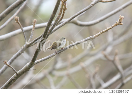 Warbler, Japanese bush warbler, spring bird, wild bird in Hokkaido Warbler, Japanese bush warbler, spring bird, wild bird in Hokkaido 139889497