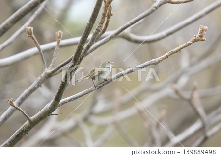 Warbler, Japanese bush warbler, spring bird, wild bird in Hokkaido Warbler, Japanese bush warbler, spring bird, wild bird in Hokkaido 139889498