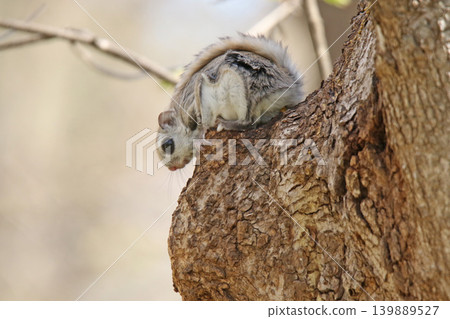 蝦夷飛鼠(Pteromys volans ori)-北海道三種最可愛的動物之一。 蝦夷飛鼠(Pteromys volans ori)-北海道三種最可愛的動物之一。 139889527