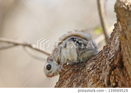 Ezo flying squirrel (Pteromys volans ori) - One of Hokkaido's three cutest animals. Ezo flying squirrel (Pteromys volans ori) - One of Hokkaido's three cutest animals. 139889528
