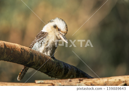 Laughing Kookaburra 139889643