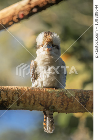 Laughing Kookaburra 139889644