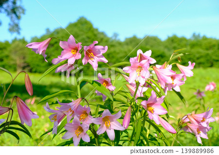 Lilium rubellum growing in clusters on the plateau Lilium rubellum growing in clusters on the plateau 139889986