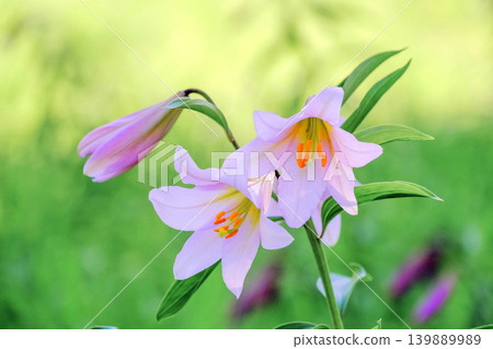 Beautiful lily flower Beautiful lily flower 139889989