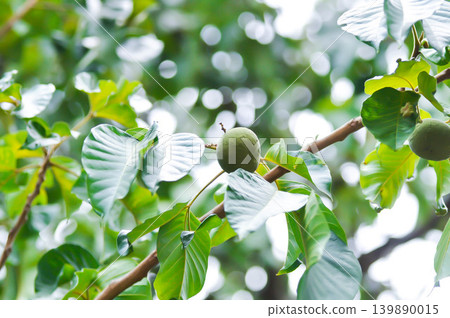 santol tree and santol fruit or Sandoricum koetjape , MELIACEAE or Santol or Sentul or Red Sentol or Yellow Sentol santol tree and santol fruit or Sandoricum koetjape , MELIACEAE or Santol or Sentul or Red Sentol or Yellow Sentol 139890015