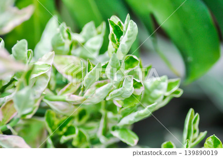 Euphorbia tithymaloides L, Euphorbia tithymaloides smallii or euphorbiaceae or Jew bush or Pedilanthus tithymaloides or Slipper Flower or Zigzag Plant or white and green leaf Euphorbia tithymaloides L, Euphorbia tithymaloides smallii or euphorbiaceae or Jew bush or Pedilanthus tithymaloides or Slipper Flower or Zigzag Plant or white and green leaf 139890019
