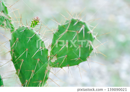 Opuntia tuna, Angiosperms or Opuntia or Cactaceae or Tuna Cactus or Prickly Pears 139890021