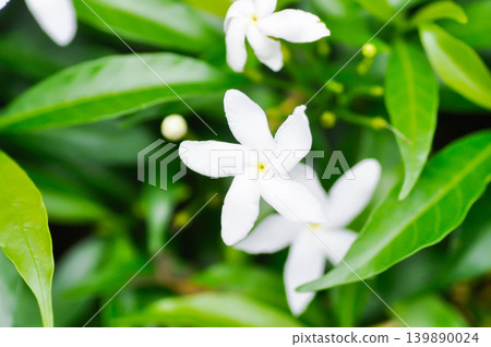 Crape Jasmine ,apocynaceae or Tabernaemontana divaricata or white flower Crape Jasmine ,apocynaceae or Tabernaemontana divaricata or white flower 139890024