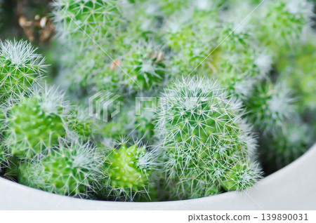 Mammillaria Spinosissima cv Un Pico f Montrose, Mammillaria Spinosissima or Mammillaria or cactus or succulent Mammillaria Spinosissima cv Un Pico f Montrose, Mammillaria Spinosissima or Mammillaria or cactus or succulent 139890031