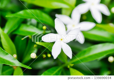 Crape Jasmine ,apocynaceae or Tabernaemontana divaricata or white flower 139890034