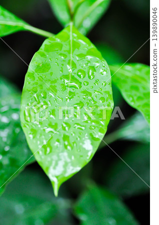 Persea americana Mill or Avocado, Lauraceae or Persea gratissima or avocado plant and rain droplet 139890046
