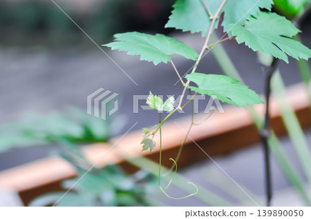 grape plant, Grape Vine or VITIDACEAE or Vitis vinifera or Vitis vinifera Linn grape plant, Grape Vine or VITIDACEAE or Vitis vinifera or Vitis vinifera Linn 139890050