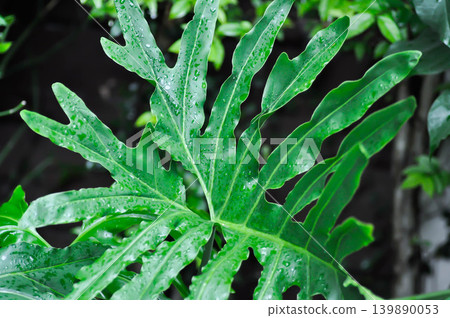 Philodendron bipinnatifidum Schott ex Endl, Philodendron sp or ARACEAE or Philodendron selloum and rain droplet or rain drop Philodendron bipinnatifidum Schott ex Endl, Philodendron sp or ARACEAE or Philodendron selloum and rain droplet or rain drop 139890053