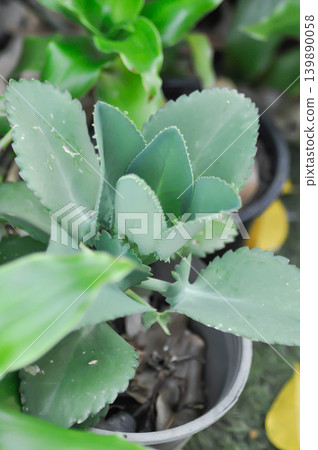 crassulaceae, Kalanchoe hybrid or Mother of Thousands or Kalanchoe or succulent 139890058