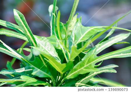 Codiaeum variegatum L Rumph ex A Juss, Croton, Croton Snyder Disraeli, euphorbiaceae, Garden Croton, Variegated Laurel 139890073