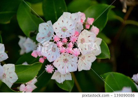 [Spring in Full Bloom] Kalmia (also known as American Rhododendron) 139890086